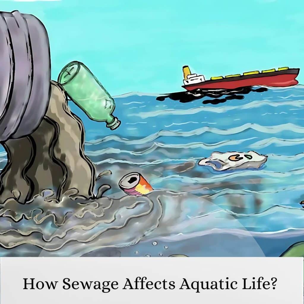 How Sewage Affects Aquatic Life
